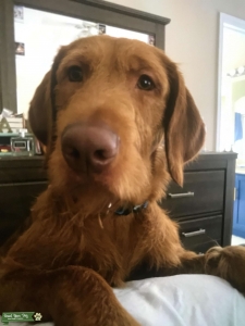 Labradoodle   Listing Image