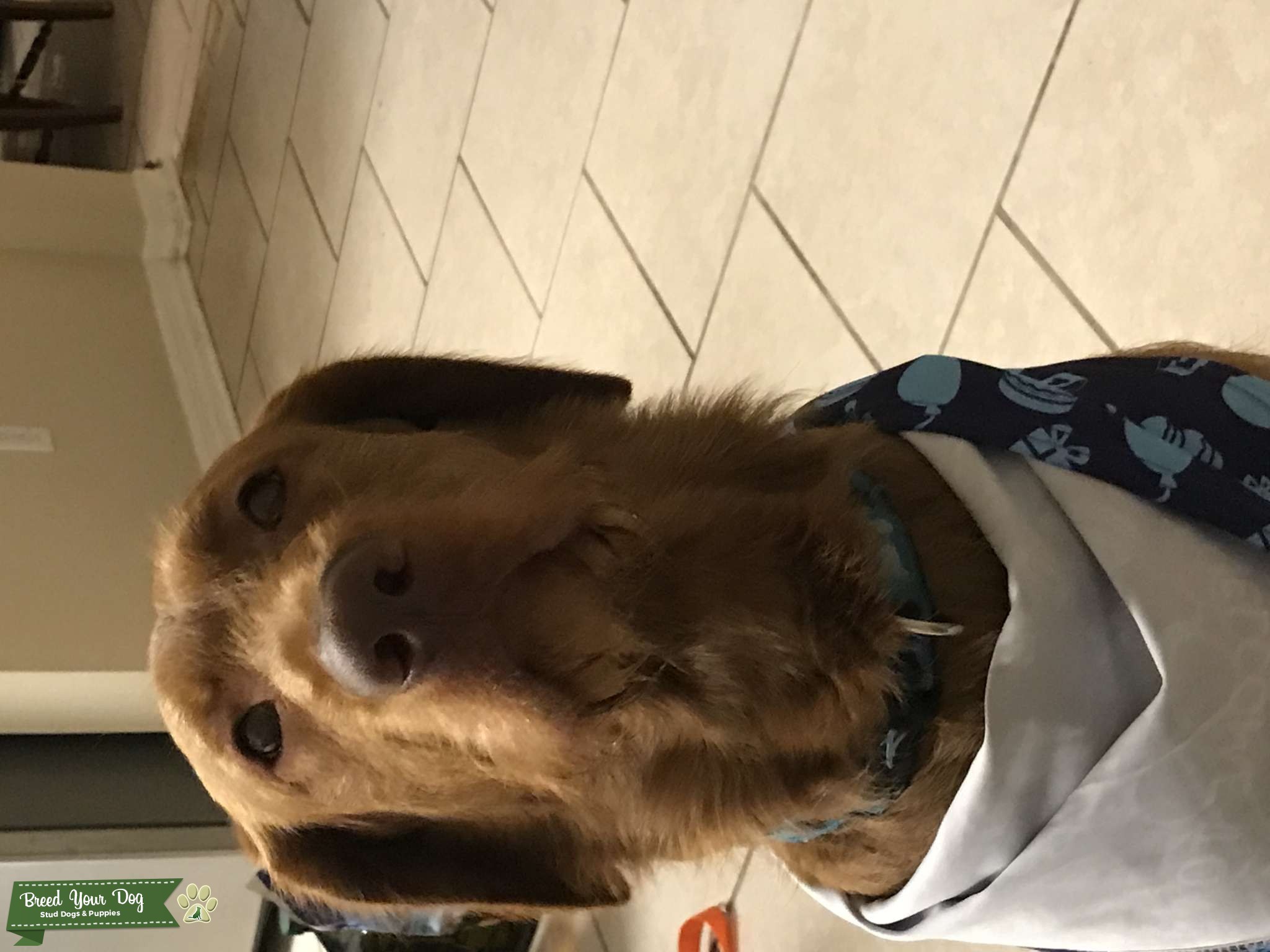 Labradoodle Stud Dog in Orlando Florida , United States Breed Your Dog