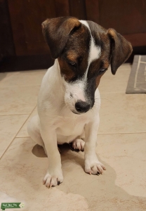 Looking to breed female  Jack Russell  Listing Image