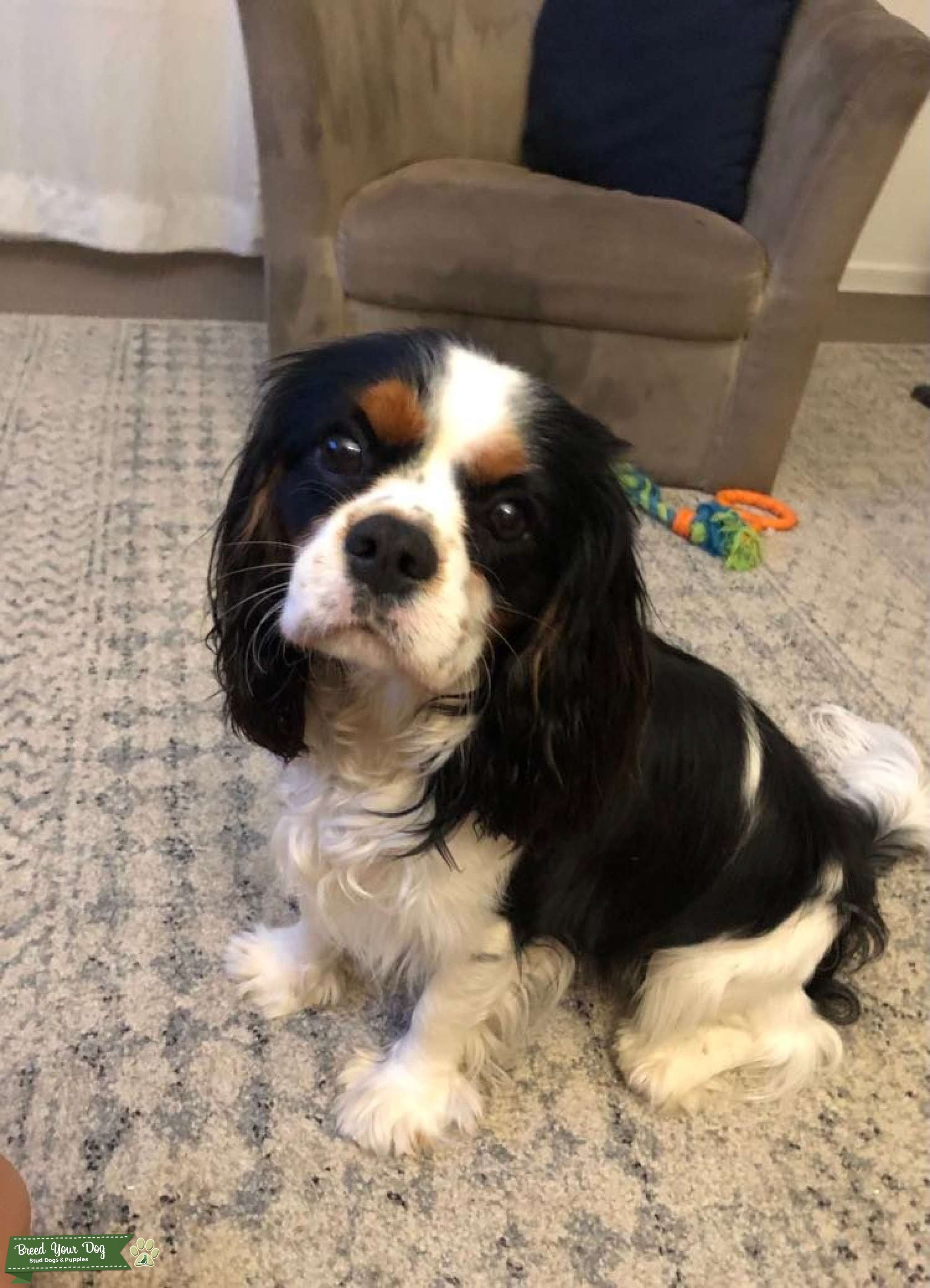 Cavalier King Charles Spaniel Stud Only Stud Dog in Ipswich QLD