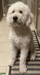 Golden Mountain Doodle (Male) Listing Image