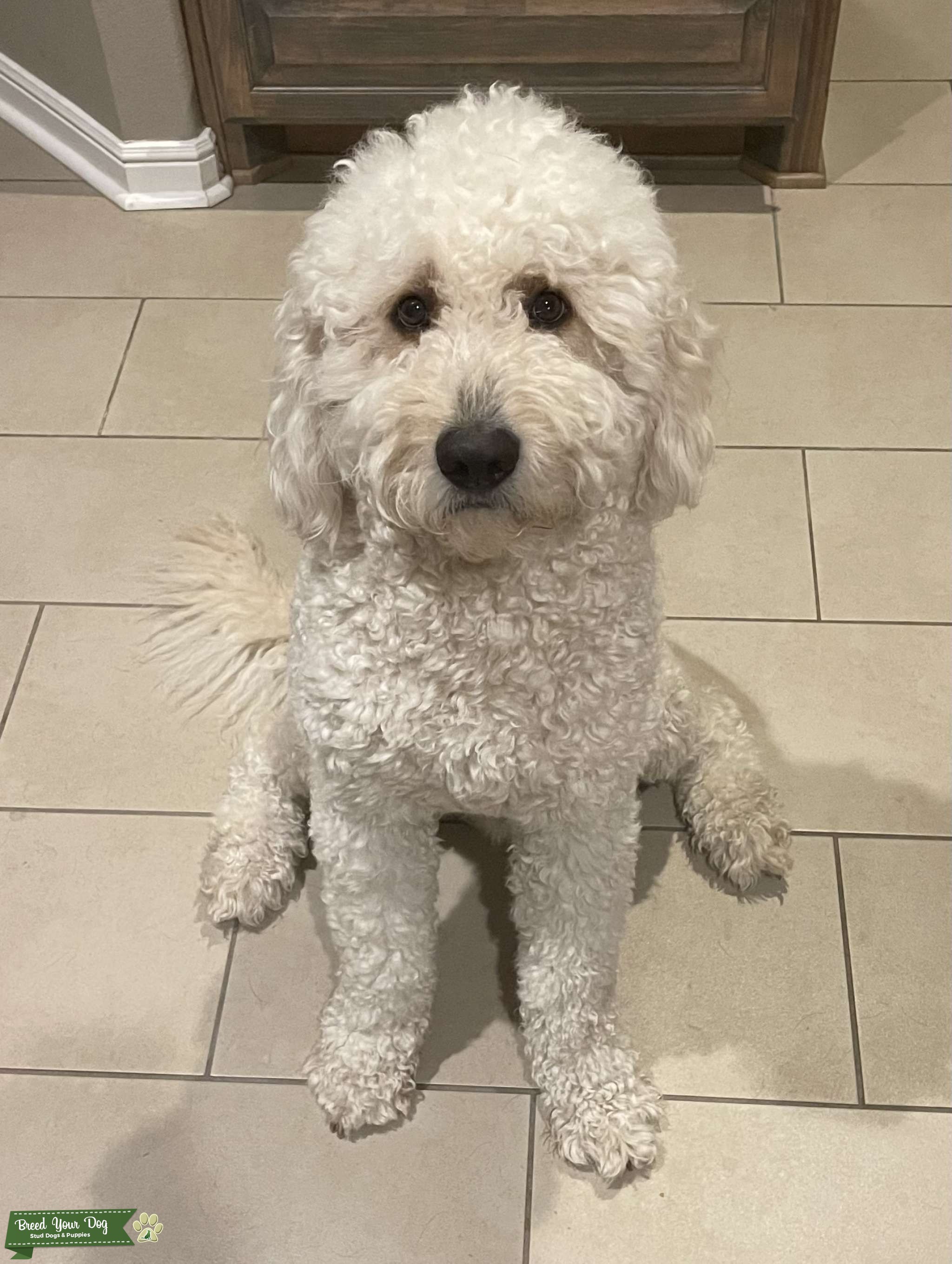 Golden Mountain Doodle (Male) Stud Dog Texas Breed Your Dog