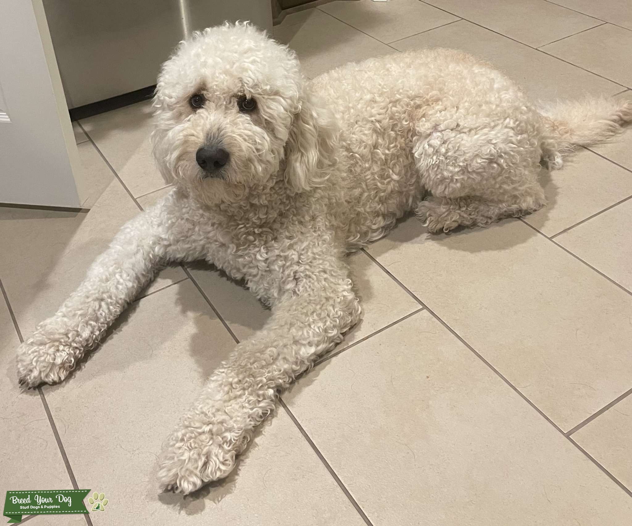 Golden Mountain Doodle (Male) Stud Dog Texas Breed Your Dog