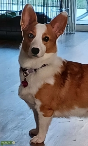 Looking for Corgi Stud Listing Image