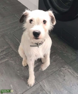 Parson  Russell terrier Stud Listing Image