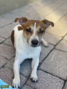 Male Jack Russell looking for a girlfriend  Listing Image