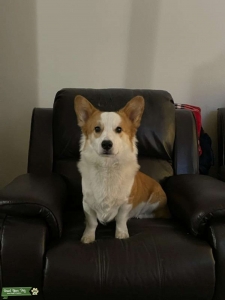 Male Ready To Breed Listing Image