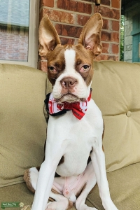 Brown/White Boston Terrier Listing Image