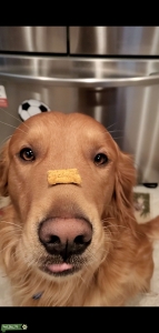 Golden Retriever Listing Image