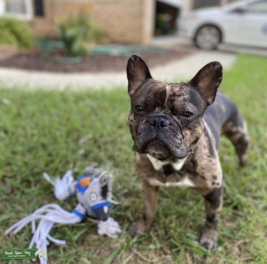 French Bull Dog Listing Image