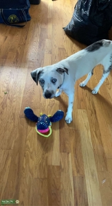 Australian Shepard/Catahoula ready to breed Listing Image
