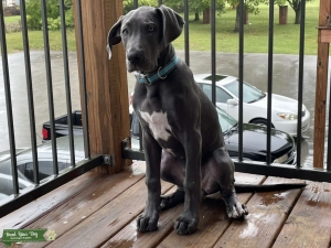 American Great Dane Listing Image