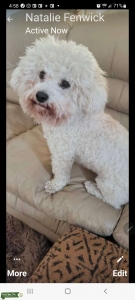 Poochon stud Listing Image