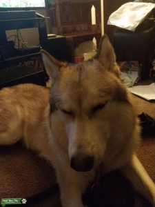Tan graywolf hybrid Listing Image