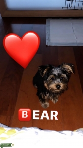 Male Yorkshire Terrier Listing Image