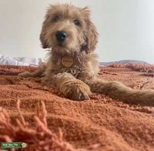 Goldendoodle male  Listing Image