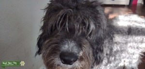 LABRADOODLE LOOKING FOR MATE Listing Image