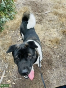 Akita Stud Listing Image