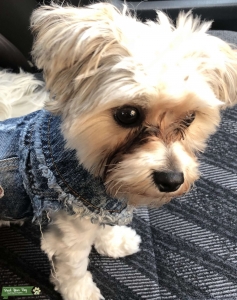 Morkie Stud Available  Listing Image