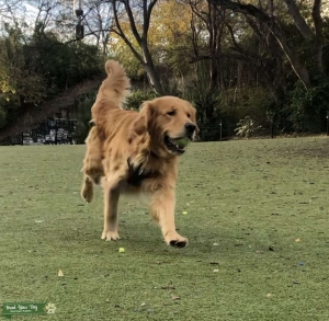 Dark Golden Retriever Male Listing Image