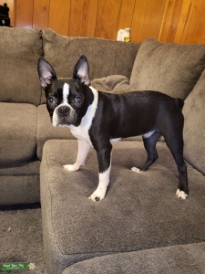 Akc registered Boston Terrier  Listing Image
