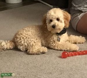 Cockerpoo  Listing Image