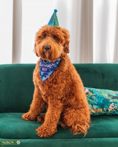 Male Goldendoodle ready to make some puppies Listing Image