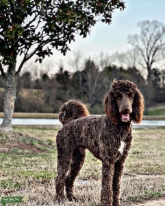 Chocolate Golden Doodle Stud  Listing Image