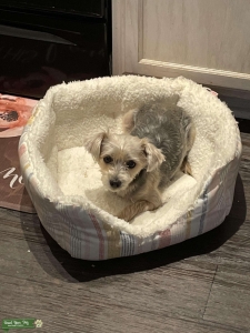 MORKIE FEMALE  Listing Image