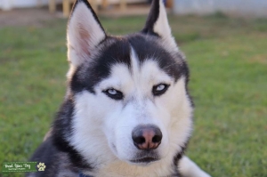 Looking for a Female Pomsky/Husky  Listing Image