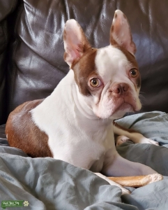 AKC Registered Brown & White (Seal & White) Listing Image