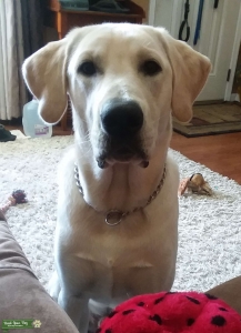 Yellow Labrador Retriever Listing Image