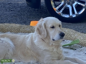 English Cream Golden Retriever  Listing Image