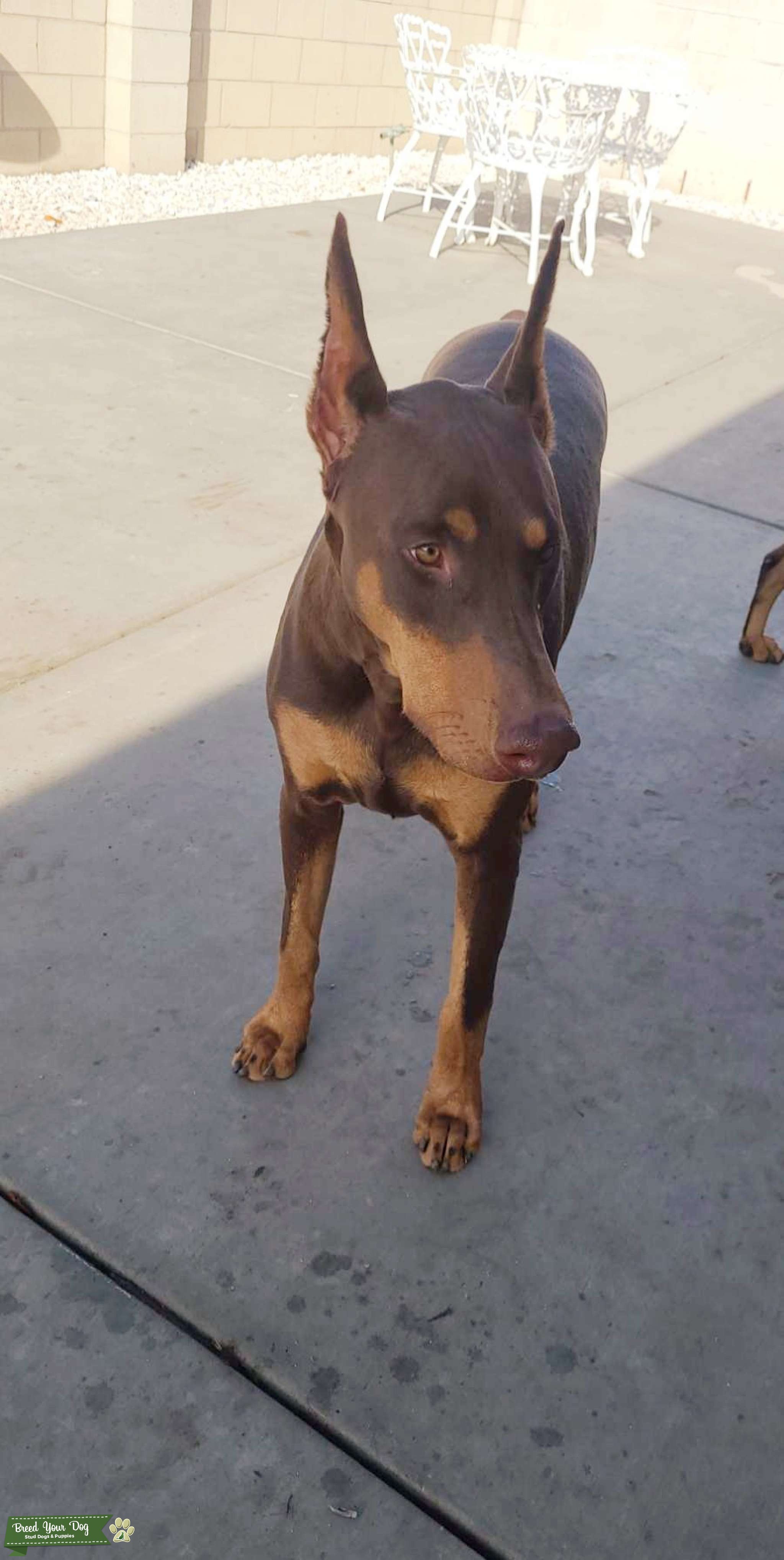 Red coat Stud ready Stud Dog in California, the United States Breed Your Dog