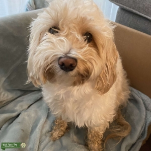 Maltipoo looking for stud  Listing Image
