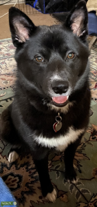 Friendly, Sweet, Smart Imo-Inu Male  Listing Image