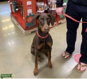 Doberman female  Listing Image