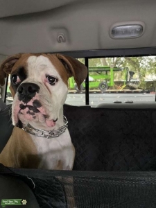 Large Male Boxer  Listing Image