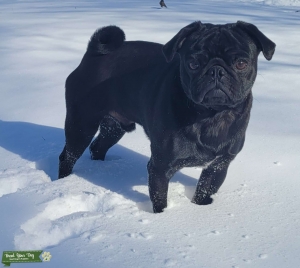 Beautiful black pug Listing Image