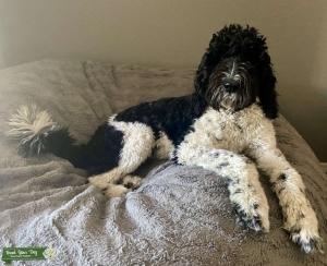 Black and White Parti Goldendoodle  Listing Image