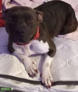 Chocolate pocket bully Listing Image