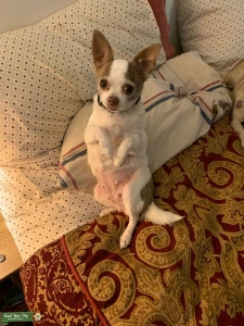 Sweetest, most loving chihuahua ever! Listing Image