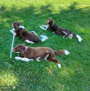 Female Tricolor English Springer Spaniel Listing Image
