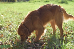 Golden retriever is looking for love Listing Image
