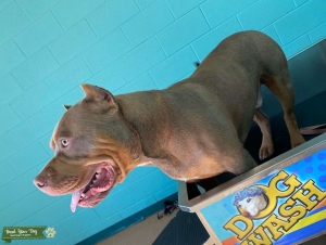 American Bully Stud Listing Image