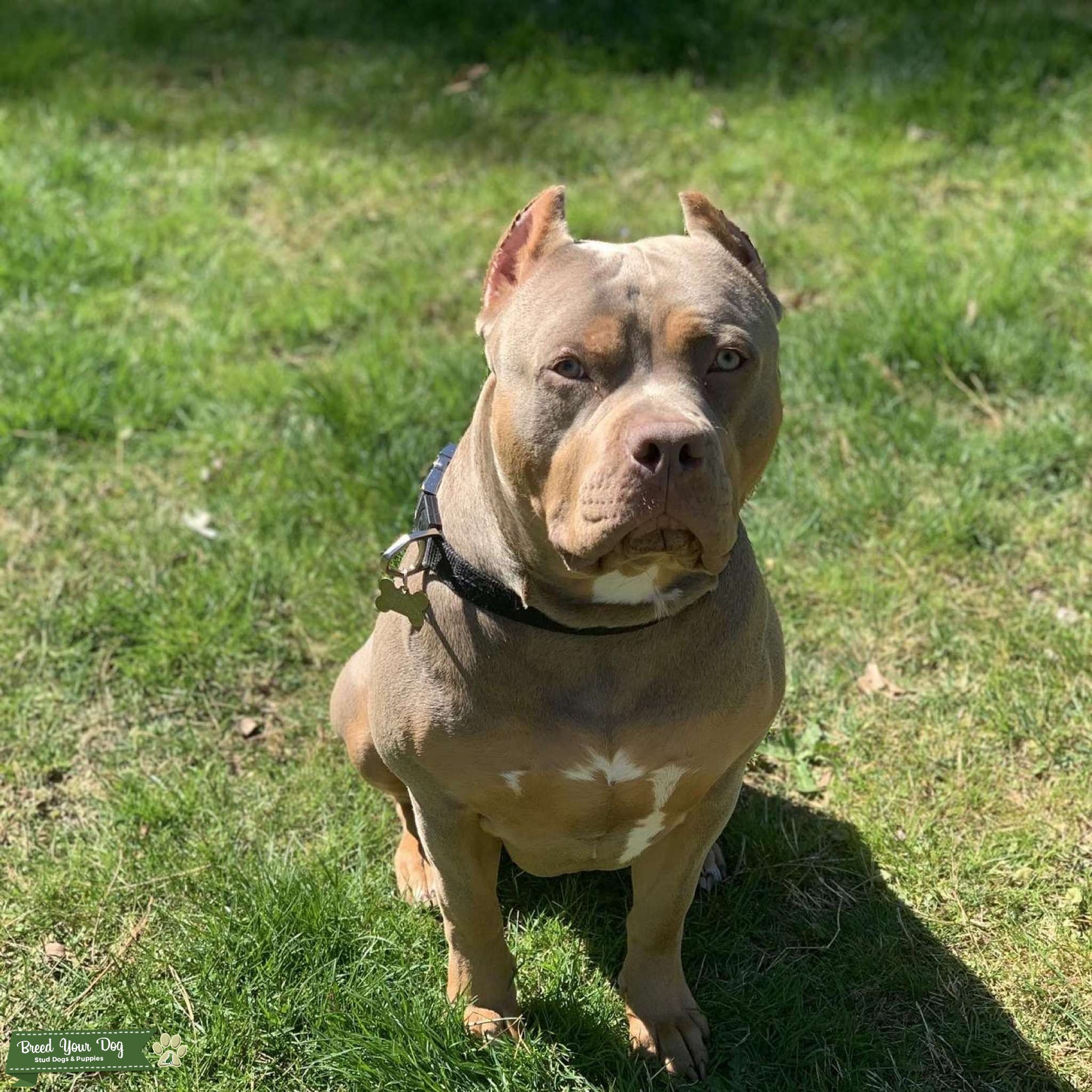 American Bully Stud Stud Dog in Virginia , Guernsey Breed Your Dog