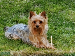 AKC Registered Yorkshire Terrier Listing Image