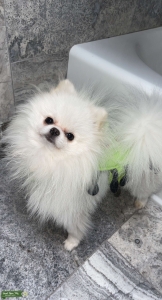 Pure White Pomeranian Stud - AKC registered Listing Image