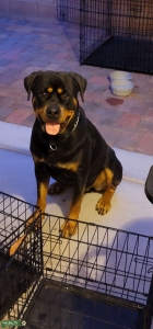 Handsome Rottie Listing Image