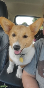 Welsh Pembroke Corgi Listing Image